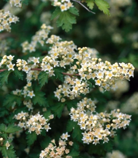 Stephanandra incisa 'Crispa'